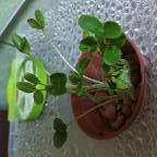 теплиця купол