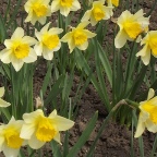 нарциси квіти